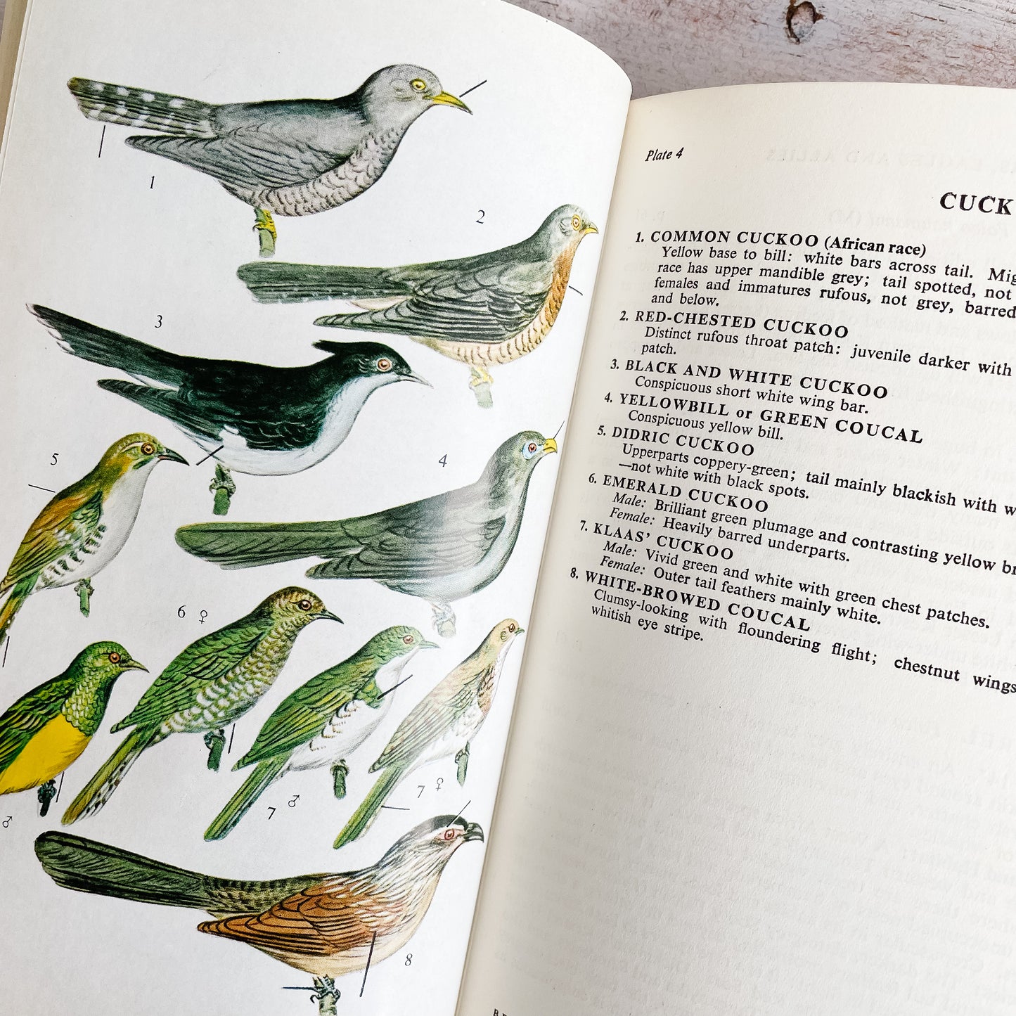 A Field Guide to the Birds of East and Central Africa by J. G. Williams (1972)