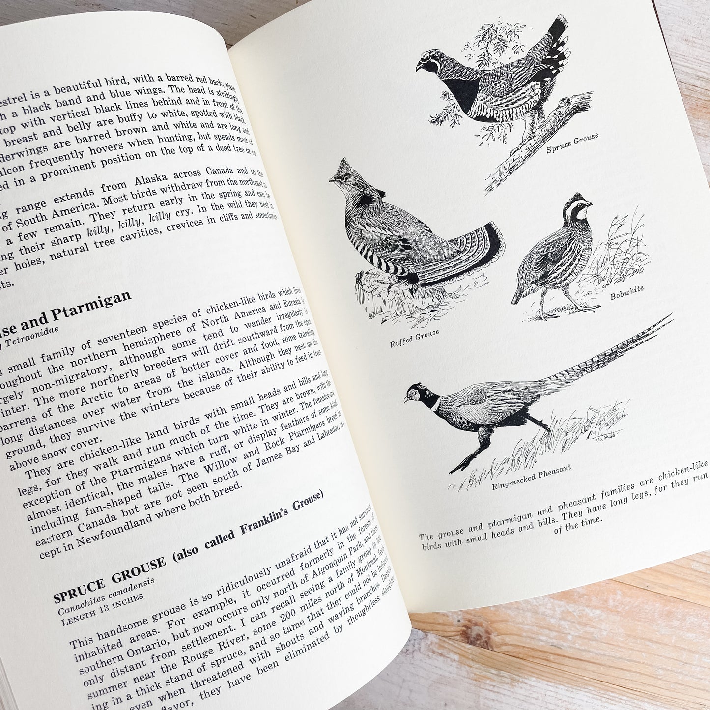 Complete Outdoorsman's Guide to Birds of Canada and Eastern North America by John Mackenzie (1976)