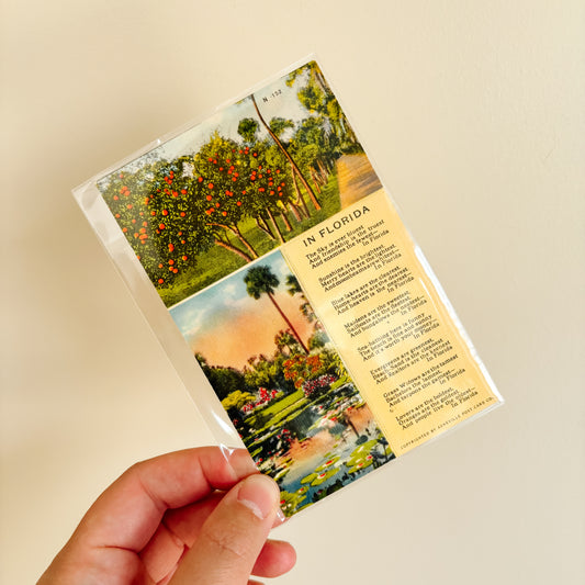Vintage Postcard - "In Florida," Asheville Postcard Co.