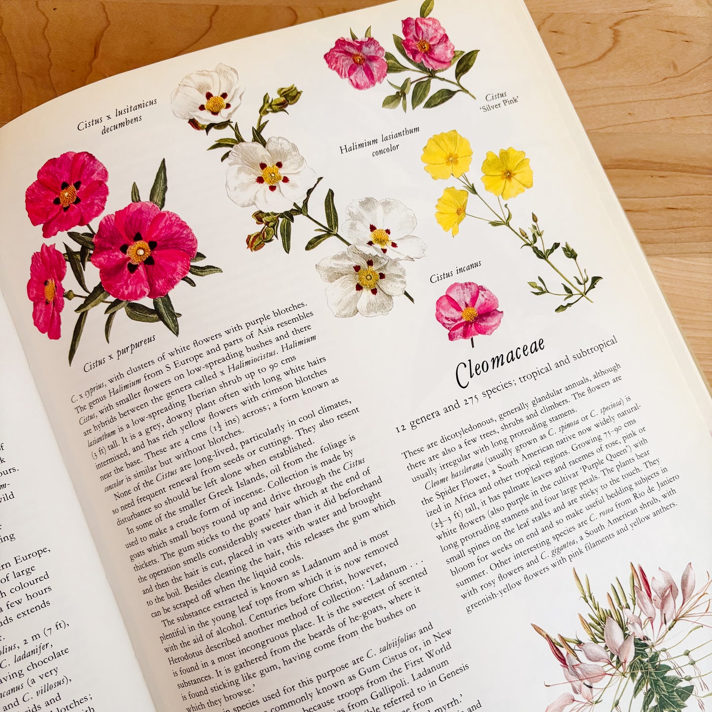 Frances Perry - Flowers of the World (XL Hardcover, 1972)