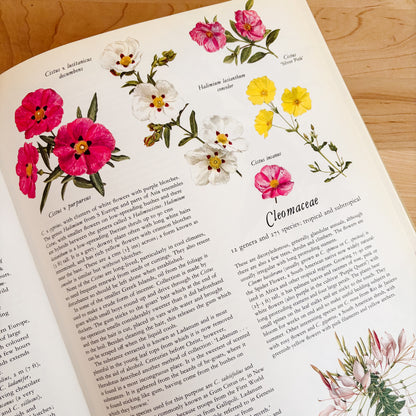 Frances Perry - Flowers of the World (XL Hardcover, 1972)