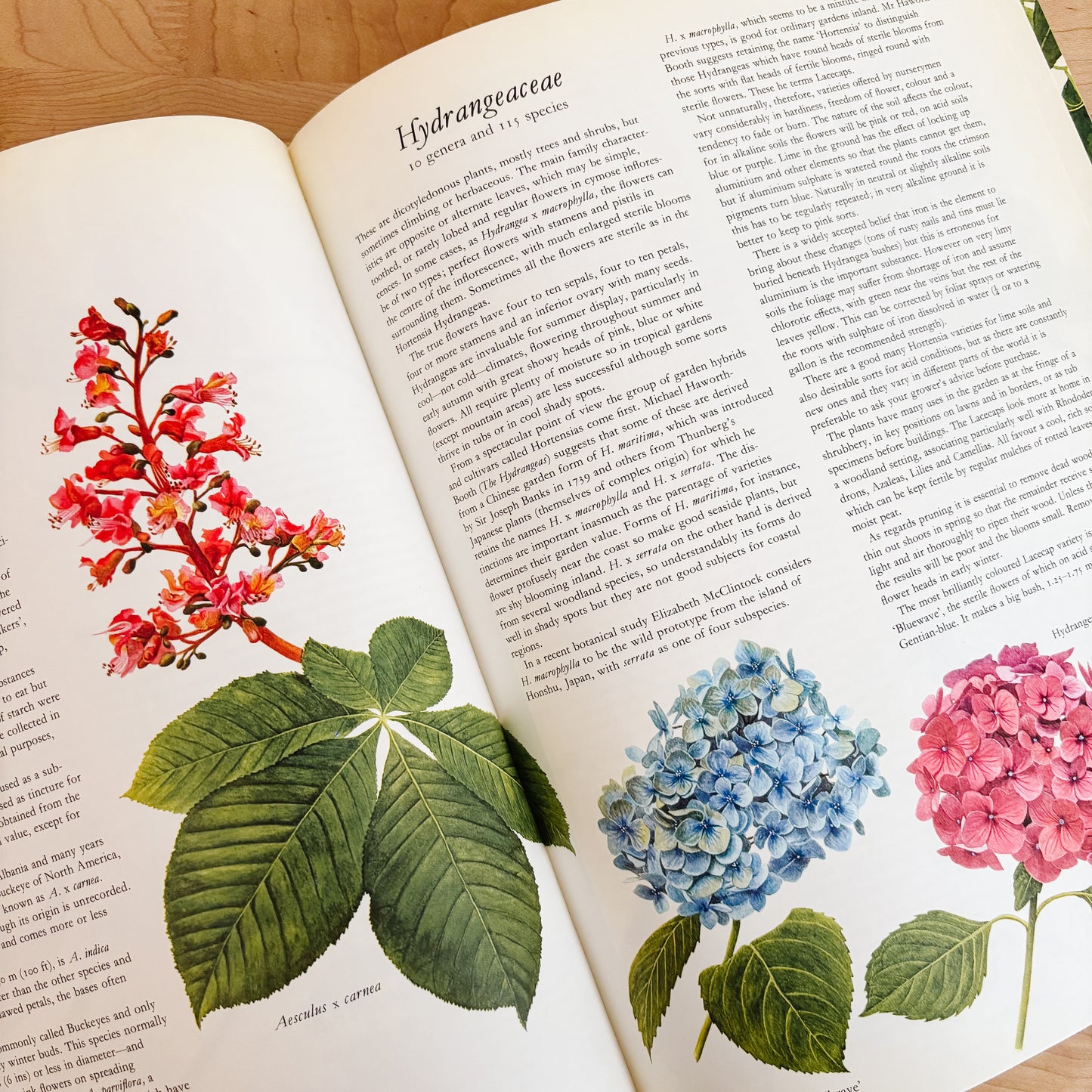 Frances Perry - Flowers of the World (XL Hardcover, 1972)