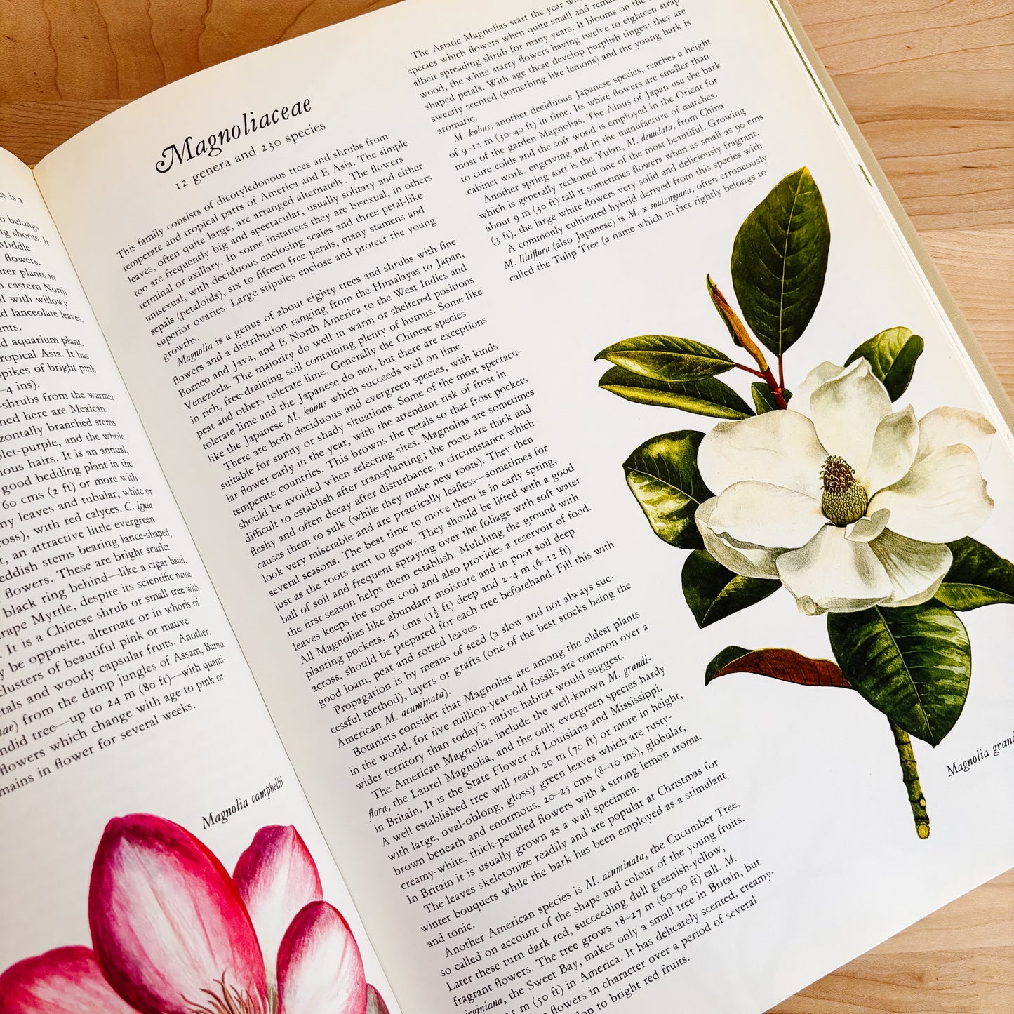 Frances Perry - Flowers of the World (XL Hardcover, 1972)